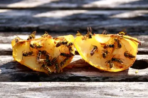 Mating av veps: Slik lokker du dem vekk fra middagsbordet