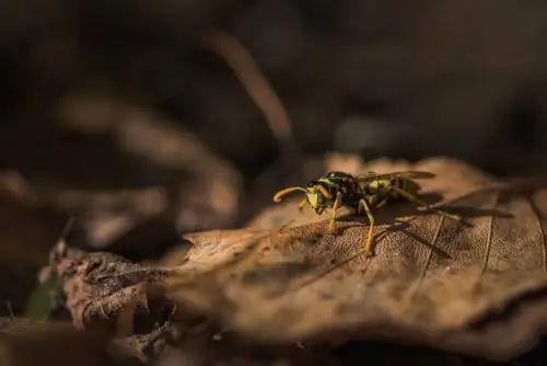 Wespen in de herfst: wat gebeurt er met de insecten?