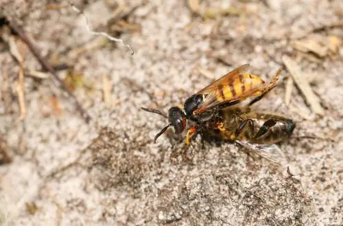 wespen-in-de-bijenkorf