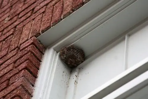 Wespen in het raamkozijn: hoe bescherm ik mijn huis?