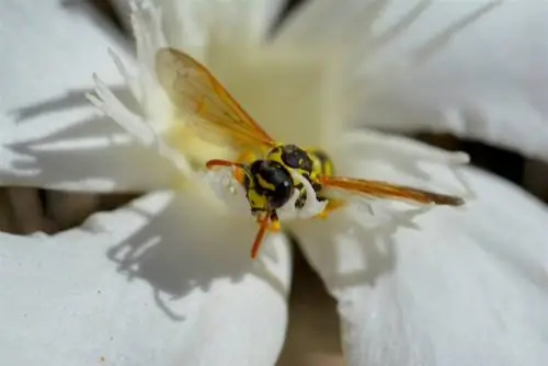 Wespe in die lente: wat doen hulle en hoekom?