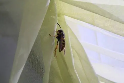 Wasps sa bahay: mabisang solusyon sa pagtanggal