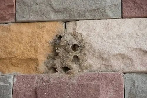 Wasps in masonry: This is how you can drive them away