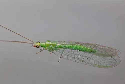 mosca verde