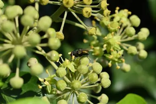 lalat hijau