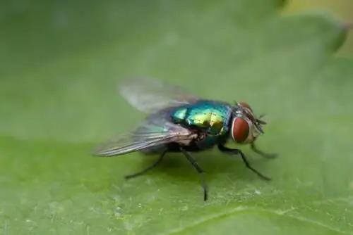 Groene vliegen: welke soorten zijn er en zijn ze schadelijk?