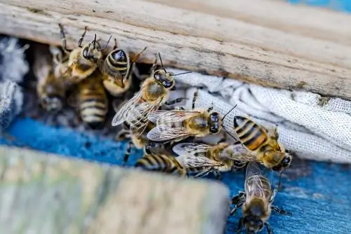 bee nest removal