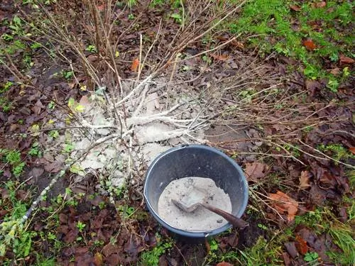 Asbemesting in de tuin: voordelen, risico's en toepassing