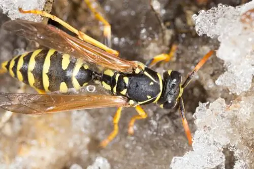 wasps-শীতকালে