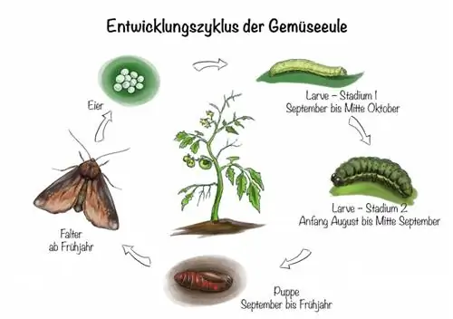 Ciclo de desenvolvimento da coruja vegetal