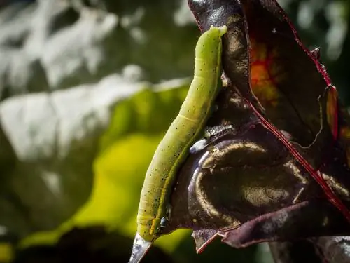 Medidas corretas contra a voraz coruja vegetal