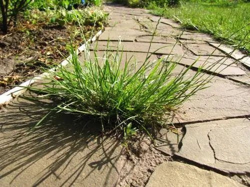 Permanently remove weeds from sidewalks