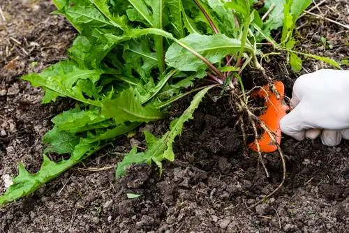 Ekologies veg onkruid: belangrike tegnieke en gereedskap