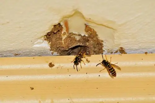 Wasps in the wall: noises - harmless or dangerous?