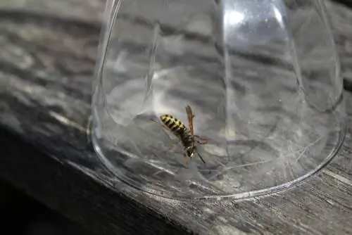 wasps-আসতে থাকুন