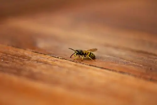 Ultrasound laban sa wasps: Ano ang mga pakinabang ng mga device na ito?