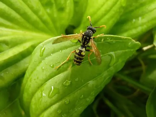 Repel wasps with water: Simple and effective method