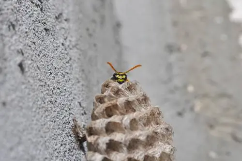 Pigilan ang pagbuo ng pugad ng wasps