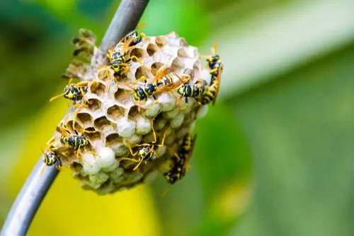 Relocating wasps: When does it make sense and how does it work?