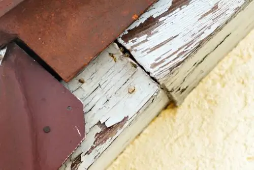 Wasps under roof tiles: How to prevent nest building