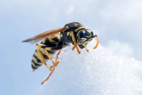 Wasp তরুণ রাণী: তারা কীভাবে শীতে বেঁচে থাকে?