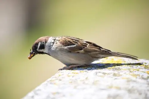 Natuurlijke vijanden van wespen: wie heeft het insect in het vizier?