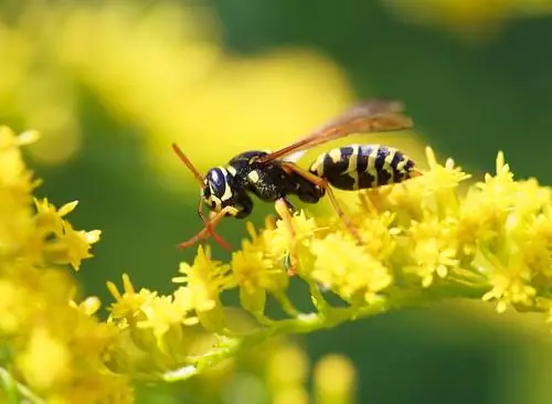 Avispas reproductoras: por qué son útiles en el jardín