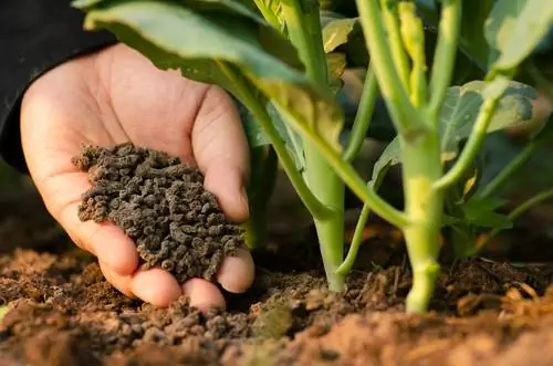 Fertilização facilitada: fornecimento ideal de nutrientes