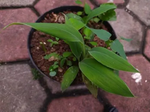 Tumbuhkan bambu Anda sendiri: instruksi untuk tukang kebun hobi