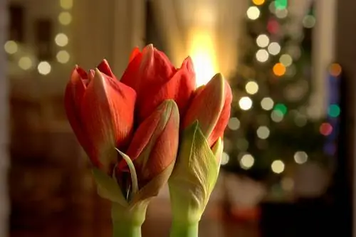 Amaryllis: ดอกไม้ประจำเดือน - การดูแล สถานที่ และพันธุ์