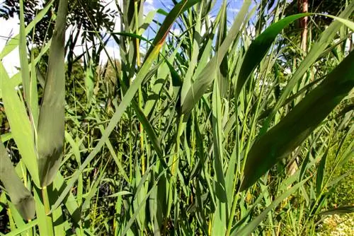 canyes de bambú