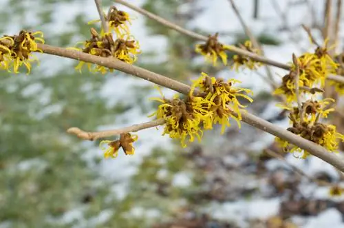 hvilke-planter-blomstrer-om vinteren