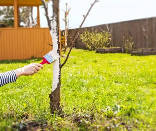 Jardineria d'hivern: Protegiu fruites i verdures de les gelades