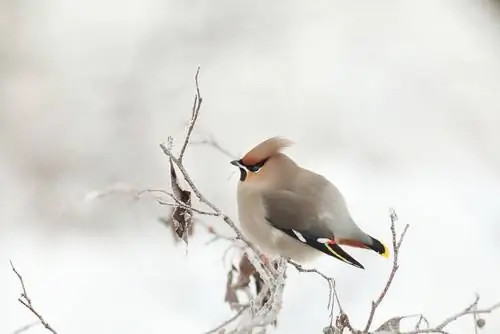 invitados de invierno emplumados