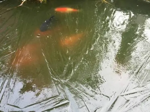 Ikan mas yang melewati musim dingin di dalam tong hujan: Begini cara kerjanya