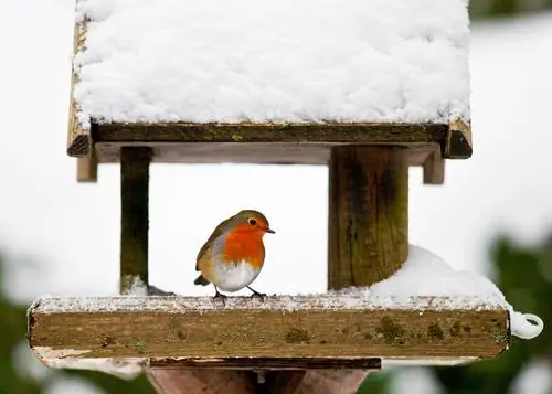 Construye tu propio comedero para pájaros: instrucciones paso a paso