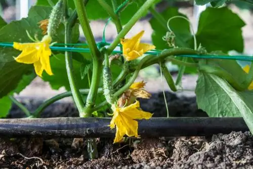 Mangueira de gotejamento e barril de chuva: irrigação inteligente de jardim