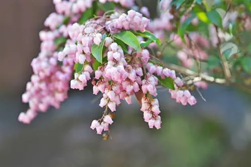 Lavender heather: kivutio cha macho kwa urahisi cha bustani