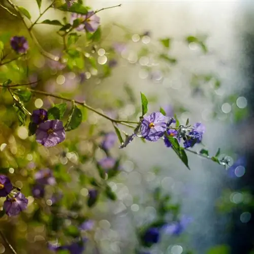 Gentian bush: hoito, sijainti ja onnistunut lisääntyminen