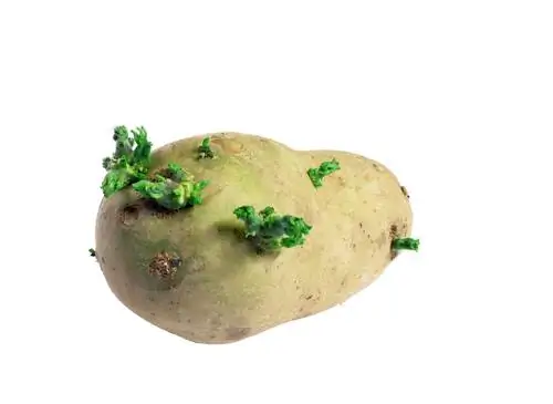 green potatoes