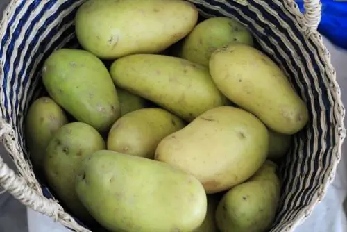 Grön potatis: giftig eller säker att äta?