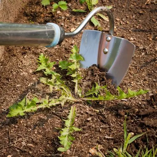 Onkruid bestrijden in de tuin? Deze huismiddeltjes helpen