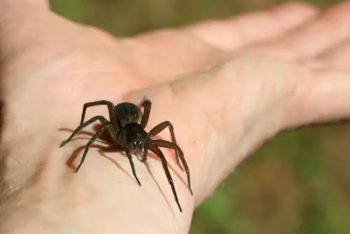 Picada de aranha doméstica