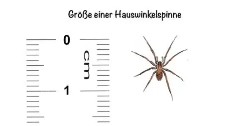 Morsure d'une araignée d'angle de maison: Taille d'une araignée d'angle de maison