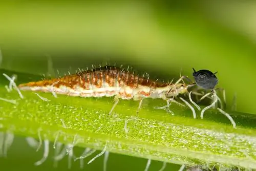 larva sayap renda