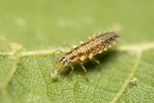 larva sayap renda