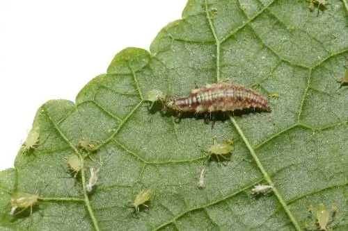 Larve di Lacewing: controllo naturale dei parassiti in giardino