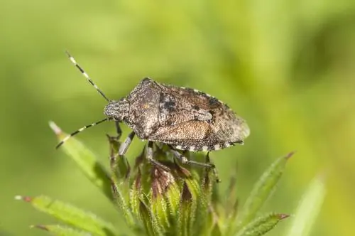 insecto de jardín gris