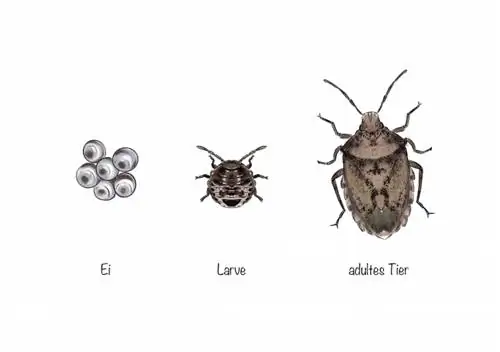 Insecto de jardín gris: huevo, larva y adulto