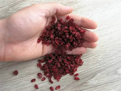 Barberry: The berry for muesli, rice dishes and jam